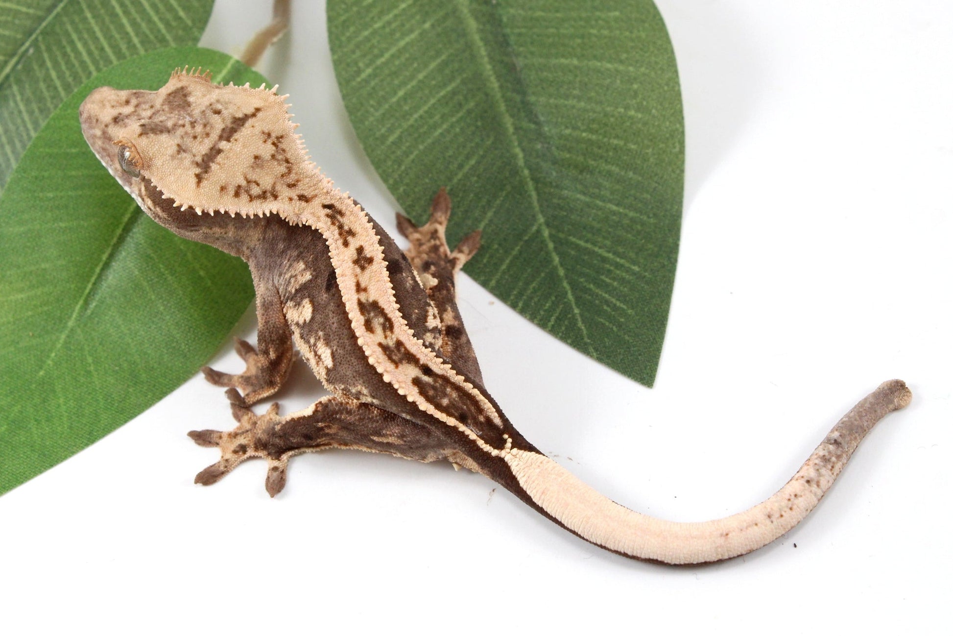 Splotched Harlequin Crested Gecko All Reptiles
