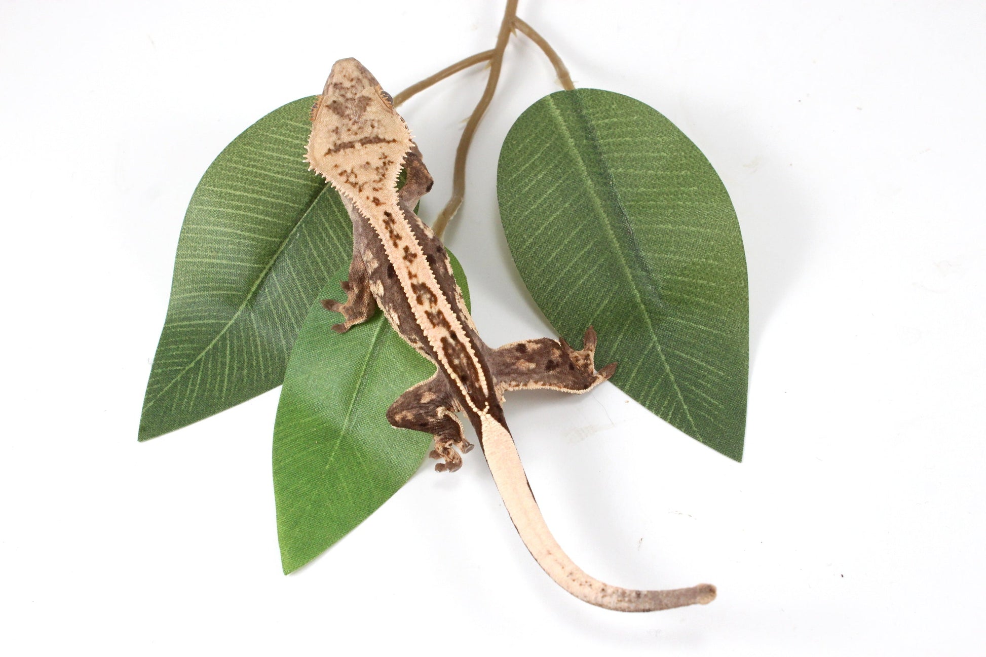 Splotched Harlequin Crested Gecko All Reptiles