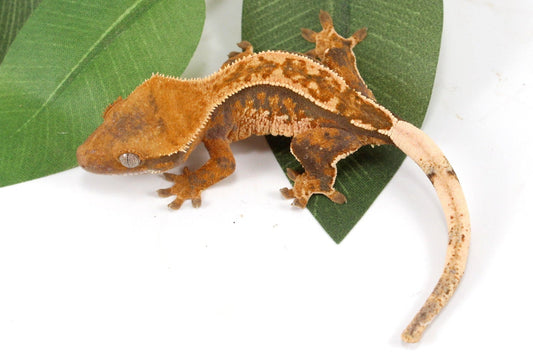 Yellow Harlequin Reverse Stripe Crested Gecko All Reptiles
