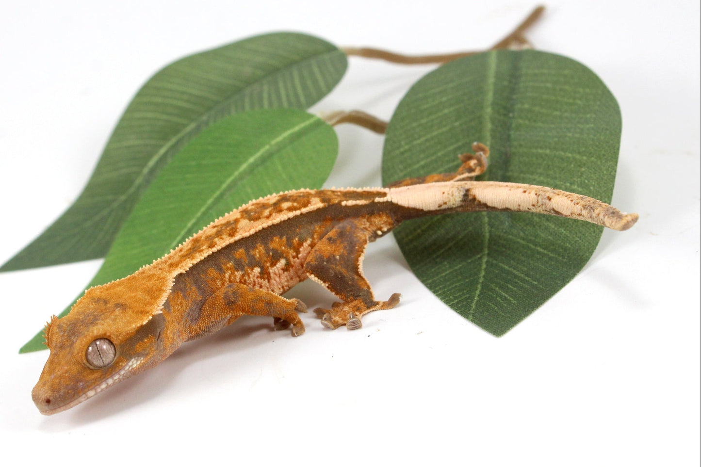 Yellow Harlequin Reverse Stripe Crested Gecko All Reptiles