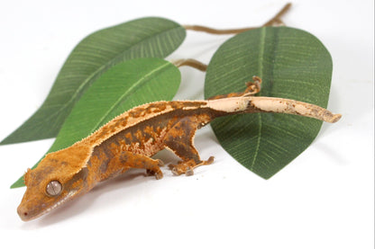 Yellow Harlequin Reverse Stripe Crested Gecko All Reptiles