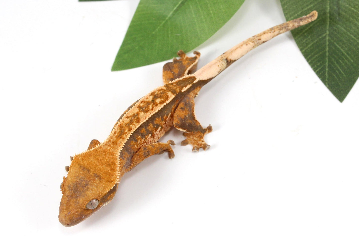 Yellow Harlequin Reverse Stripe Crested Gecko All Reptiles