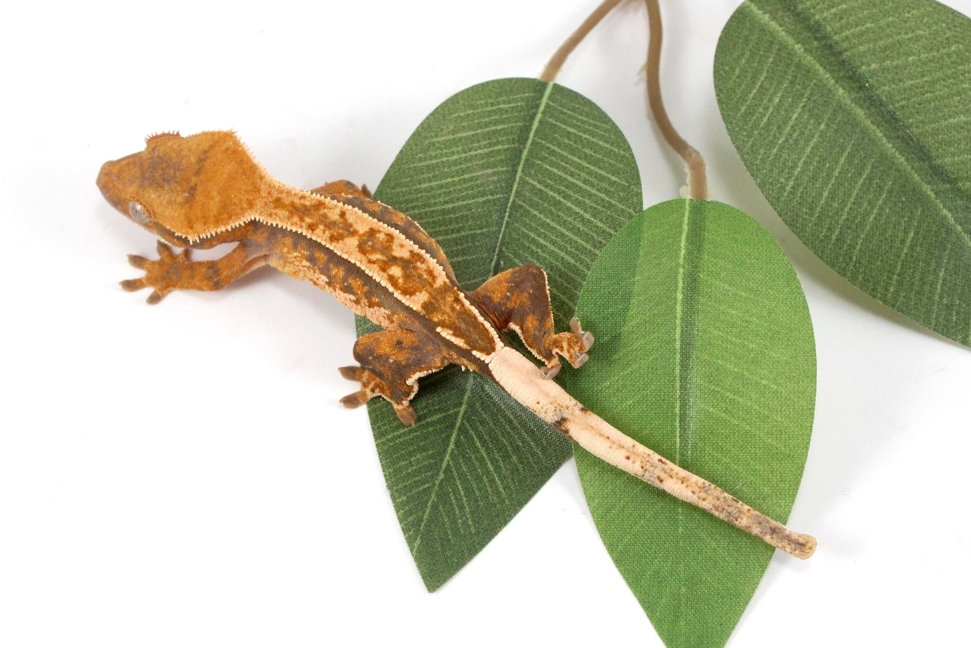 Yellow Harlequin Reverse Stripe Crested Gecko All Reptiles