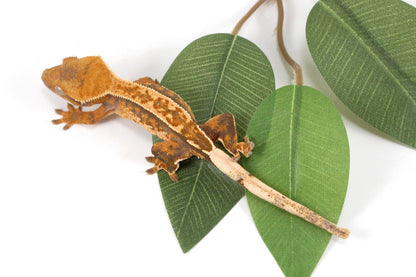 Yellow Harlequin Reverse Stripe Crested Gecko All Reptiles