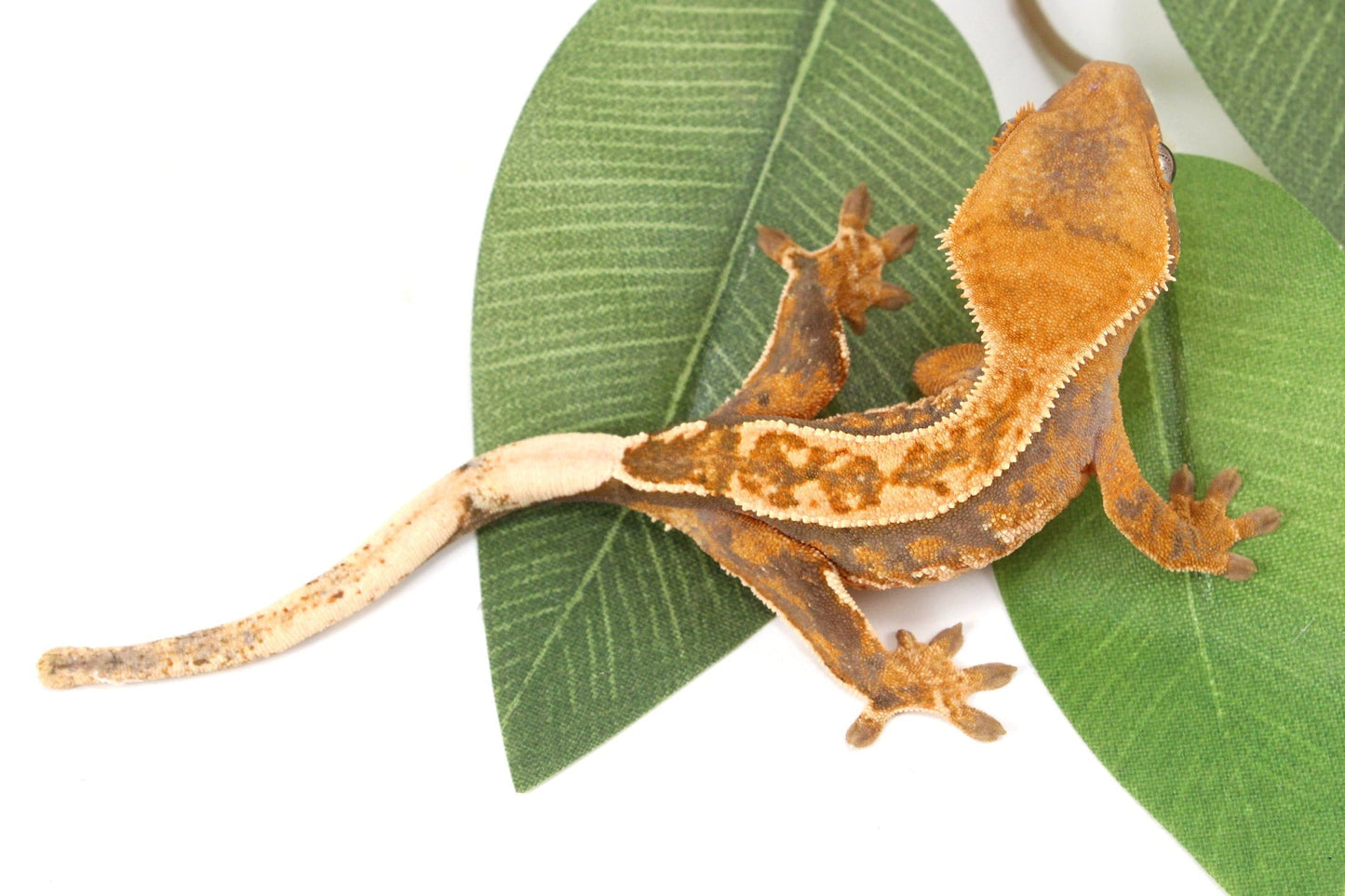 Yellow Harlequin Reverse Stripe Crested Gecko All Reptiles