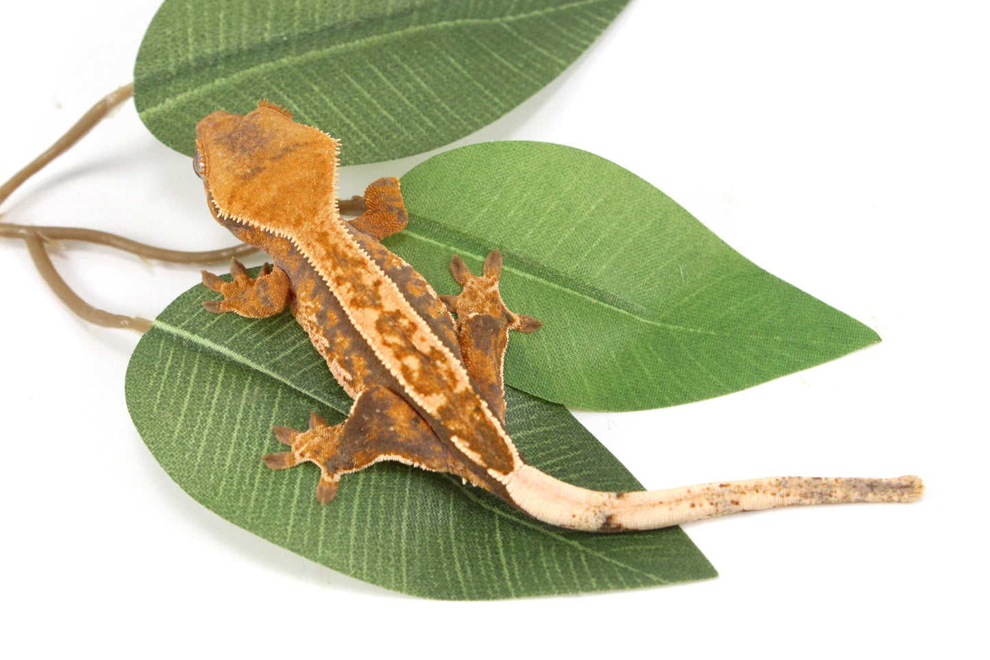 Yellow Harlequin Reverse Stripe Crested Gecko All Reptiles