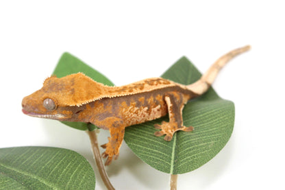 Yellow Harlequin Reverse Stripe Crested Gecko All Reptiles