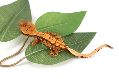 Halloween Flame Crested Gecko All Reptiles
