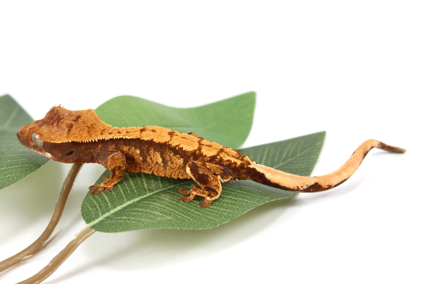 Halloween Flame Crested Gecko All Reptiles