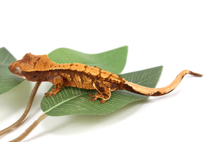 Halloween Flame Crested Gecko All Reptiles
