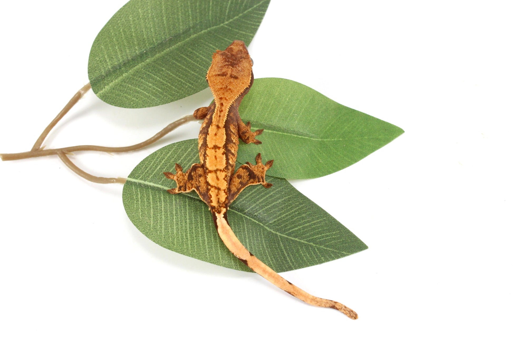 Halloween Flame Crested Gecko All Reptiles