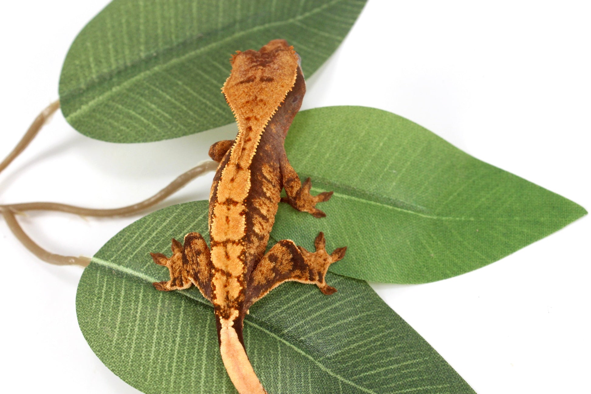 Halloween Flame Crested Gecko All Reptiles
