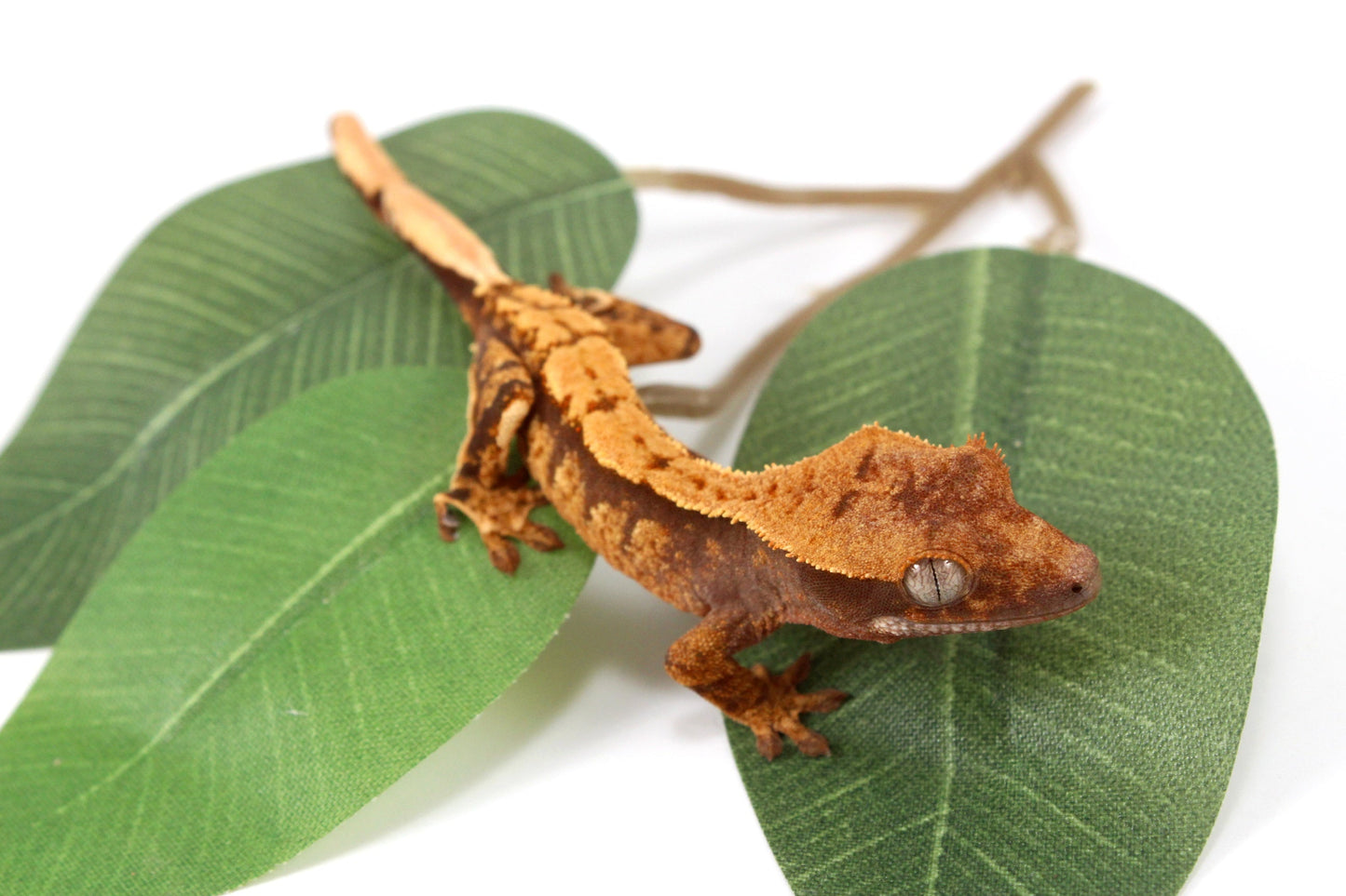 Halloween Flame Crested Gecko All Reptiles