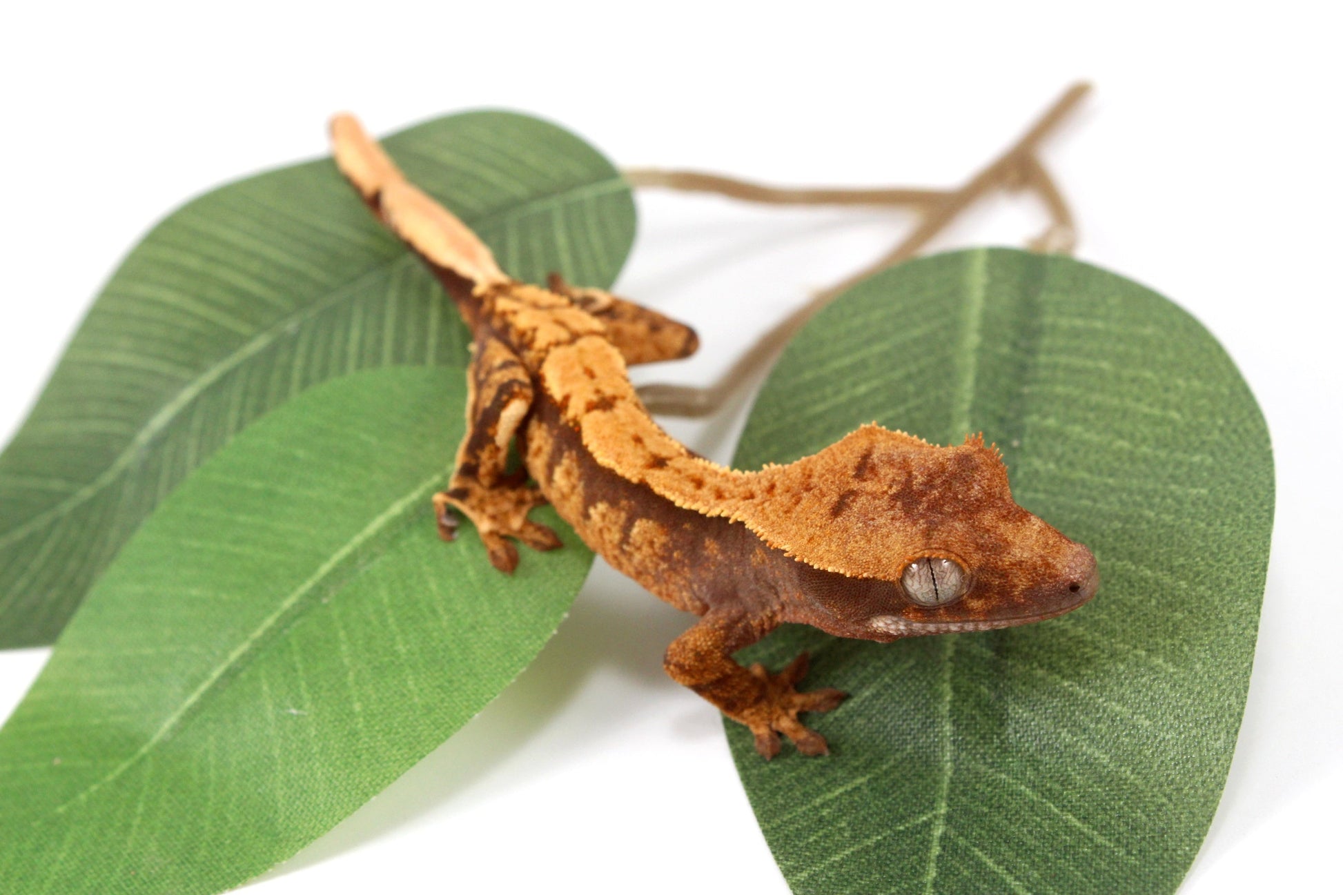 Halloween Flame Crested Gecko All Reptiles