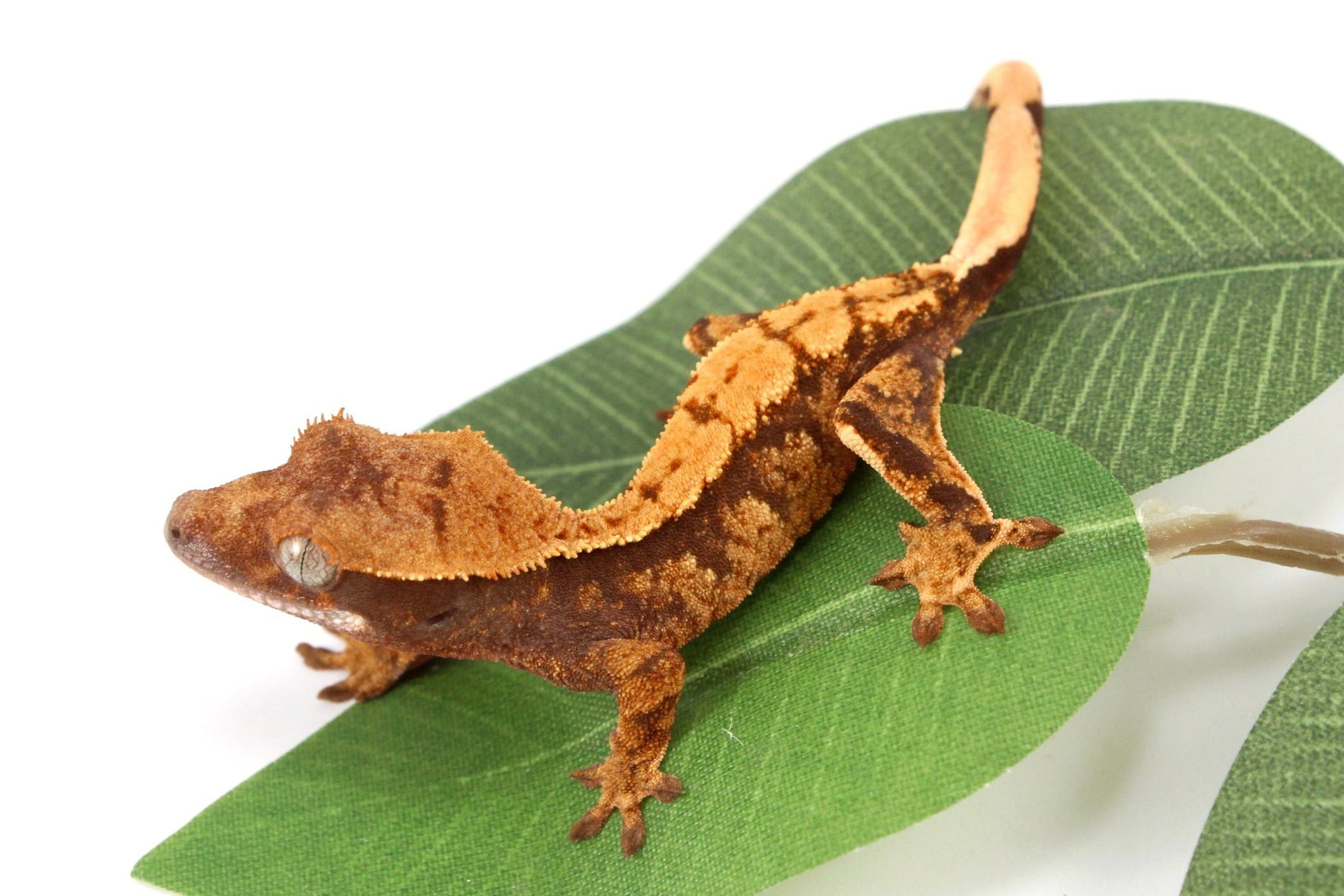 Halloween Flame Crested Gecko All Reptiles