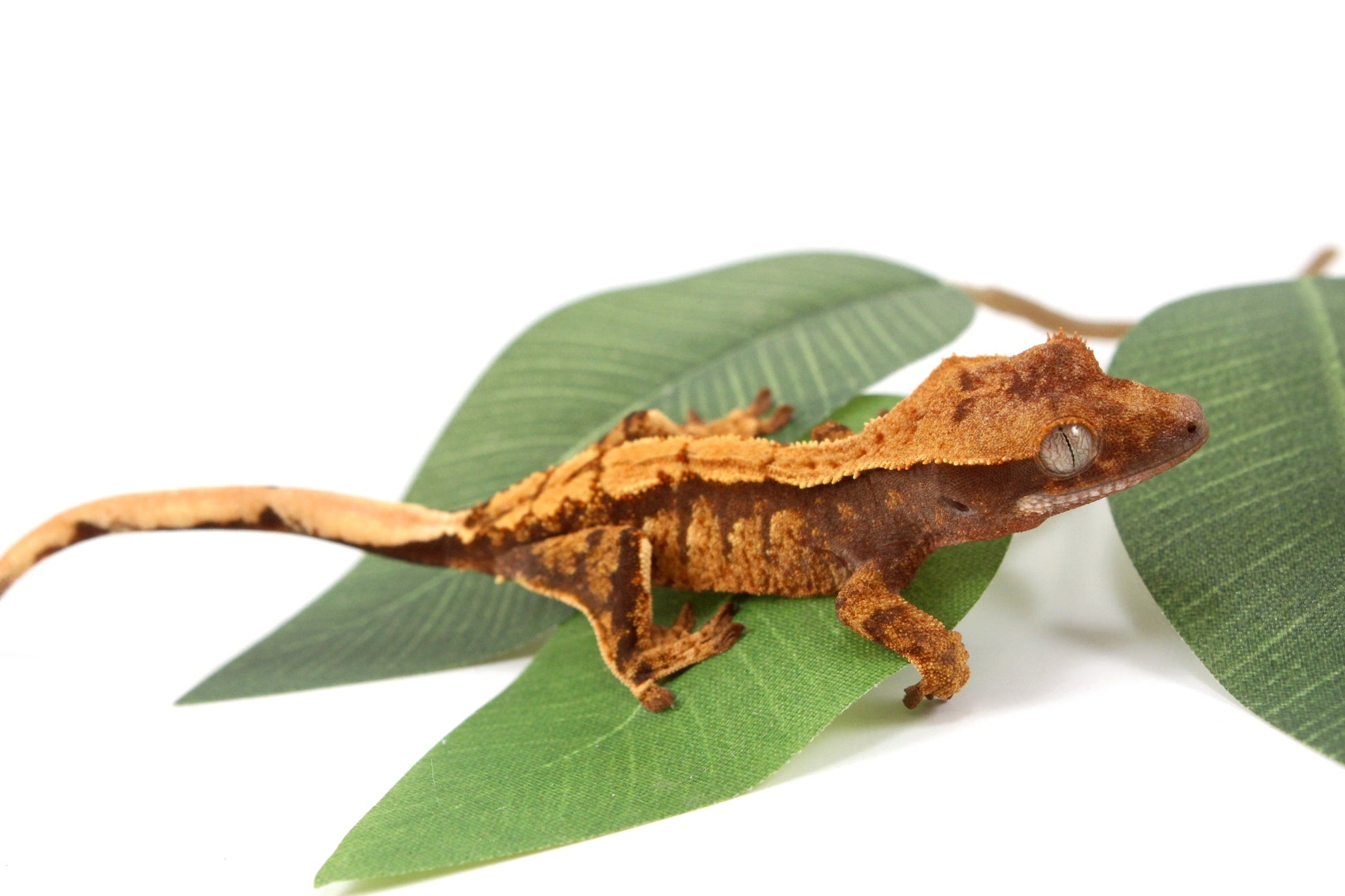 Halloween Flame Crested Gecko All Reptiles