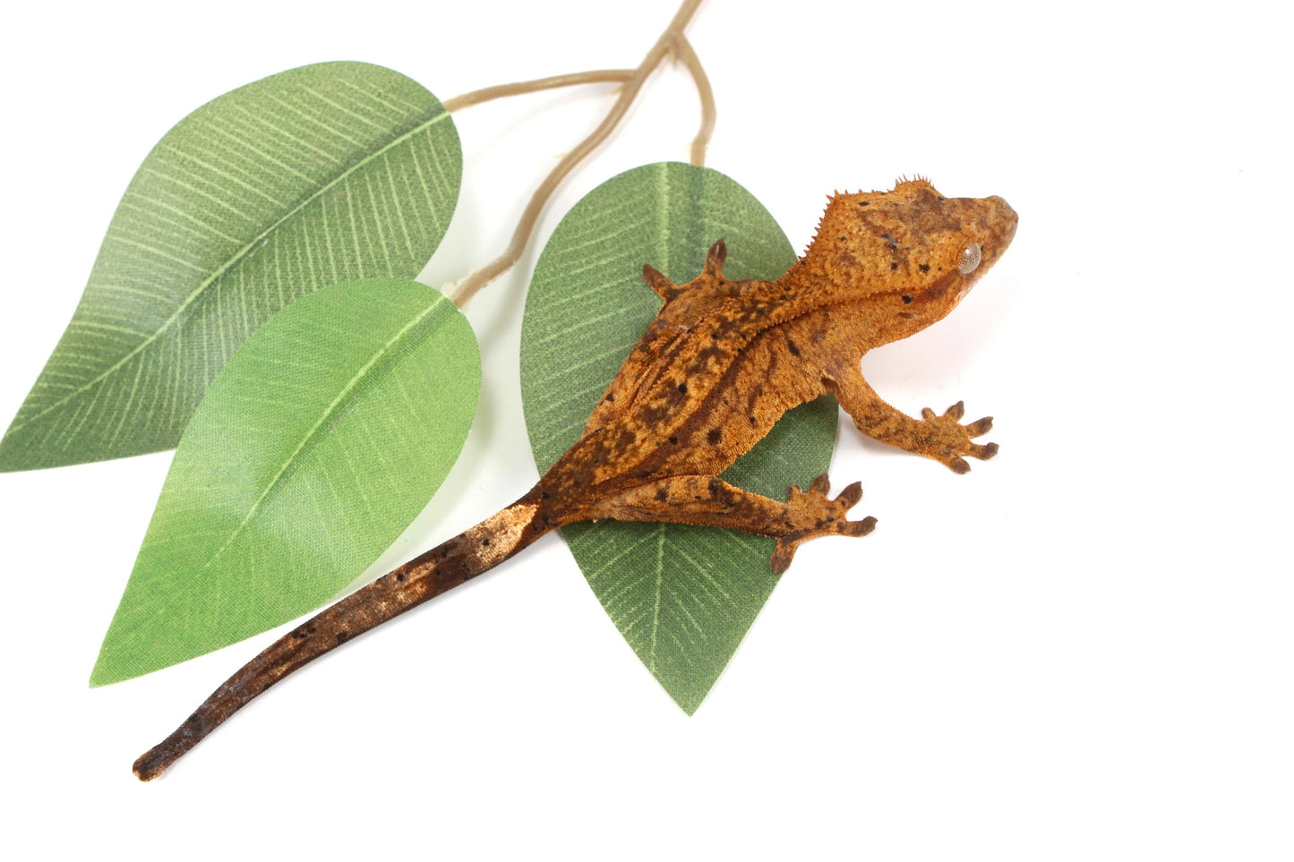 Chocolate Reverse Pinstripe Harlequin Crested Gecko All Reptiles