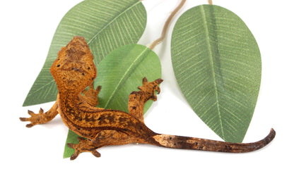Chocolate Reverse Pinstripe Harlequin Crested Gecko All Reptiles