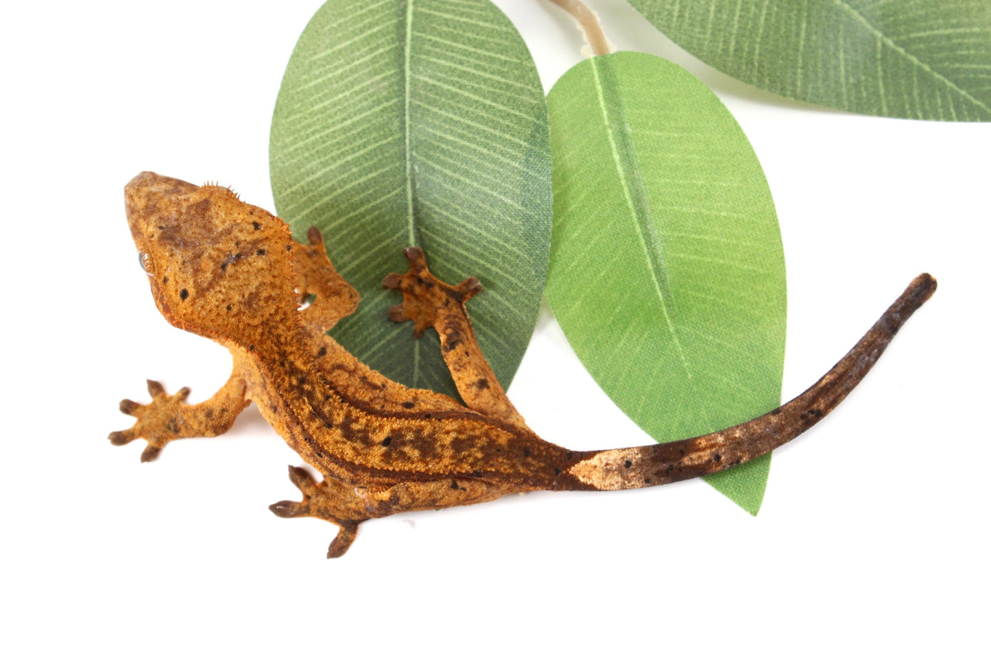 Chocolate Reverse Pinstripe Harlequin Crested Gecko All Reptiles