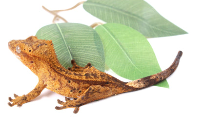 Chocolate Reverse Pinstripe Harlequin Crested Gecko All Reptiles