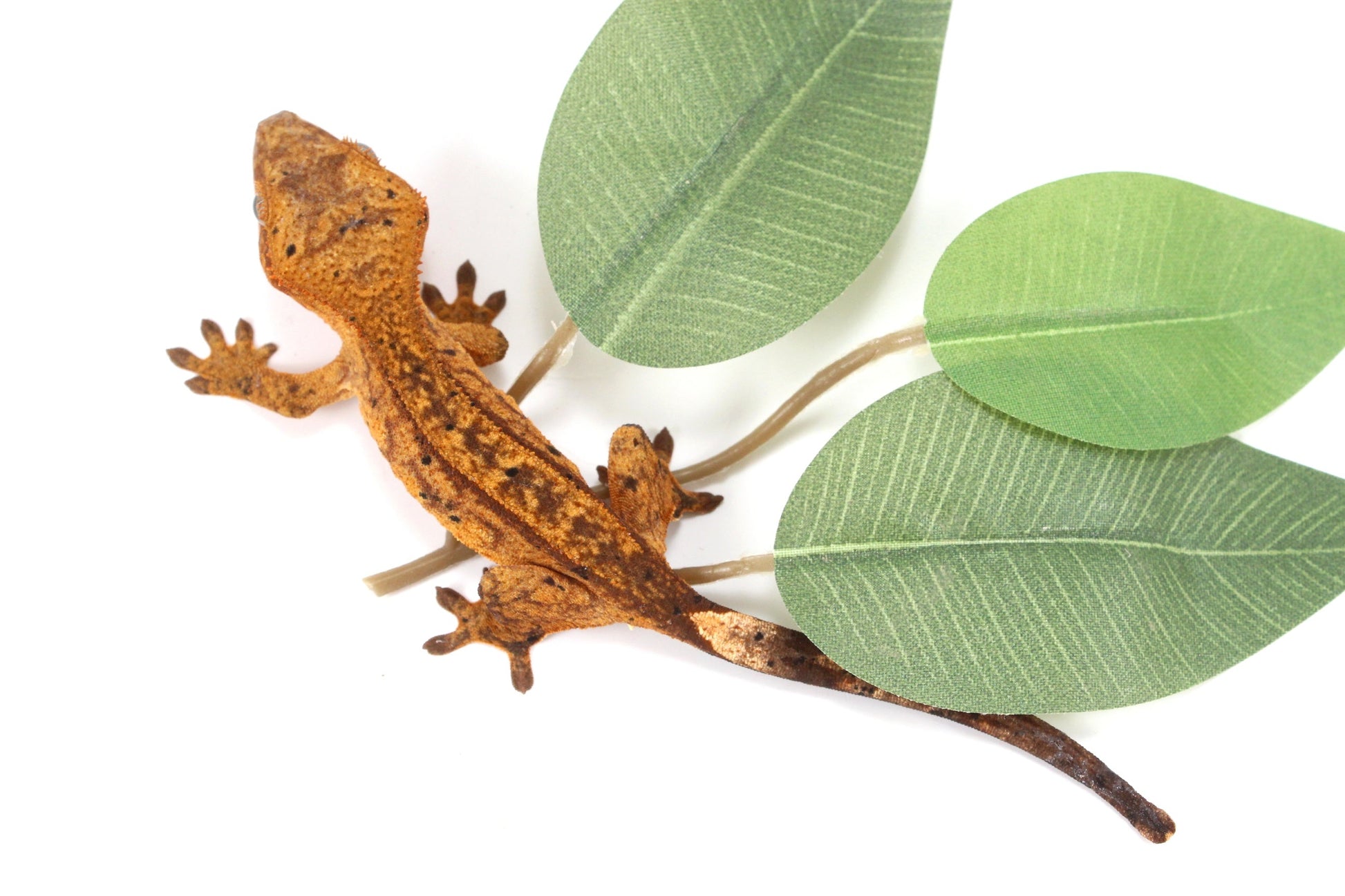 Chocolate Reverse Pinstripe Harlequin Crested Gecko All Reptiles