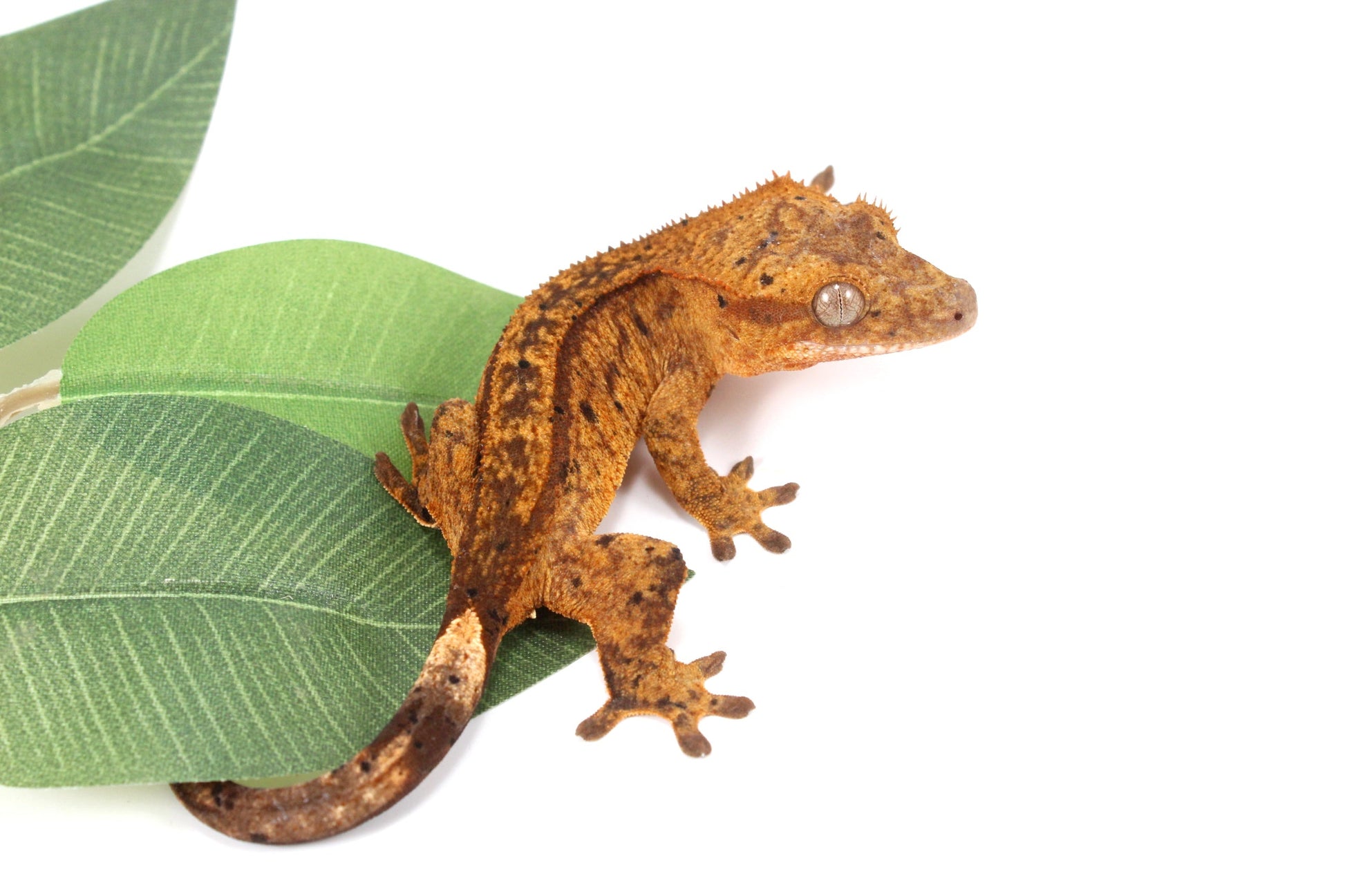 Chocolate Reverse Pinstripe Harlequin Crested Gecko All Reptiles