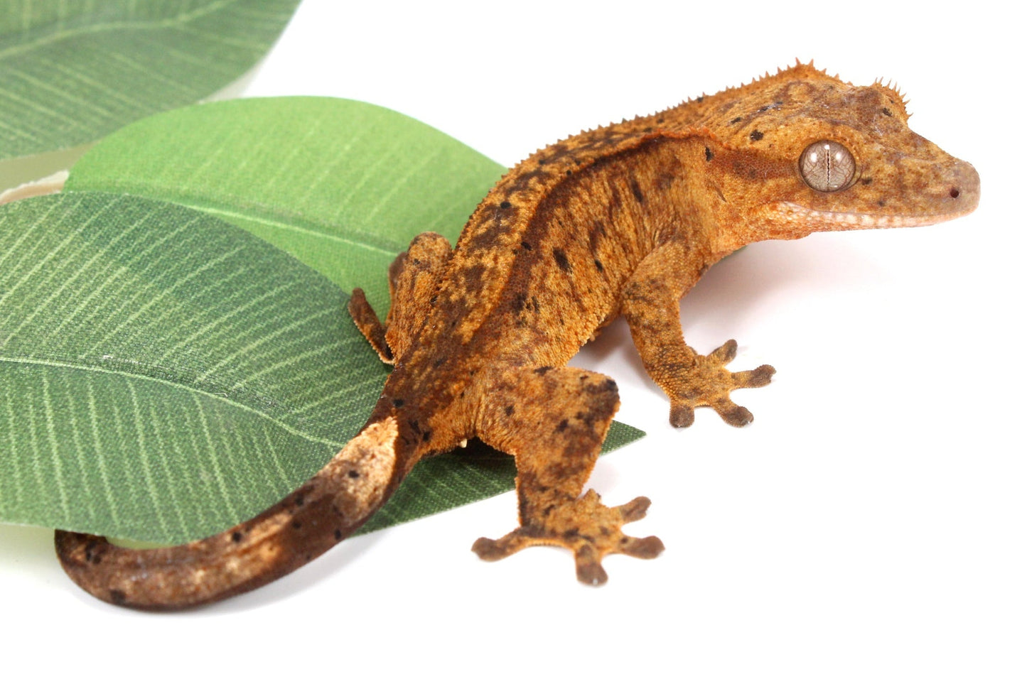 Chocolate Reverse Pinstripe Harlequin Crested Gecko All Reptiles