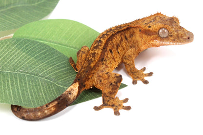 Chocolate Reverse Pinstripe Harlequin Crested Gecko All Reptiles