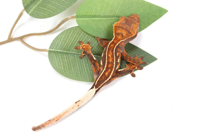 Chocolate Pinstripe Crested Gecko All Reptiles