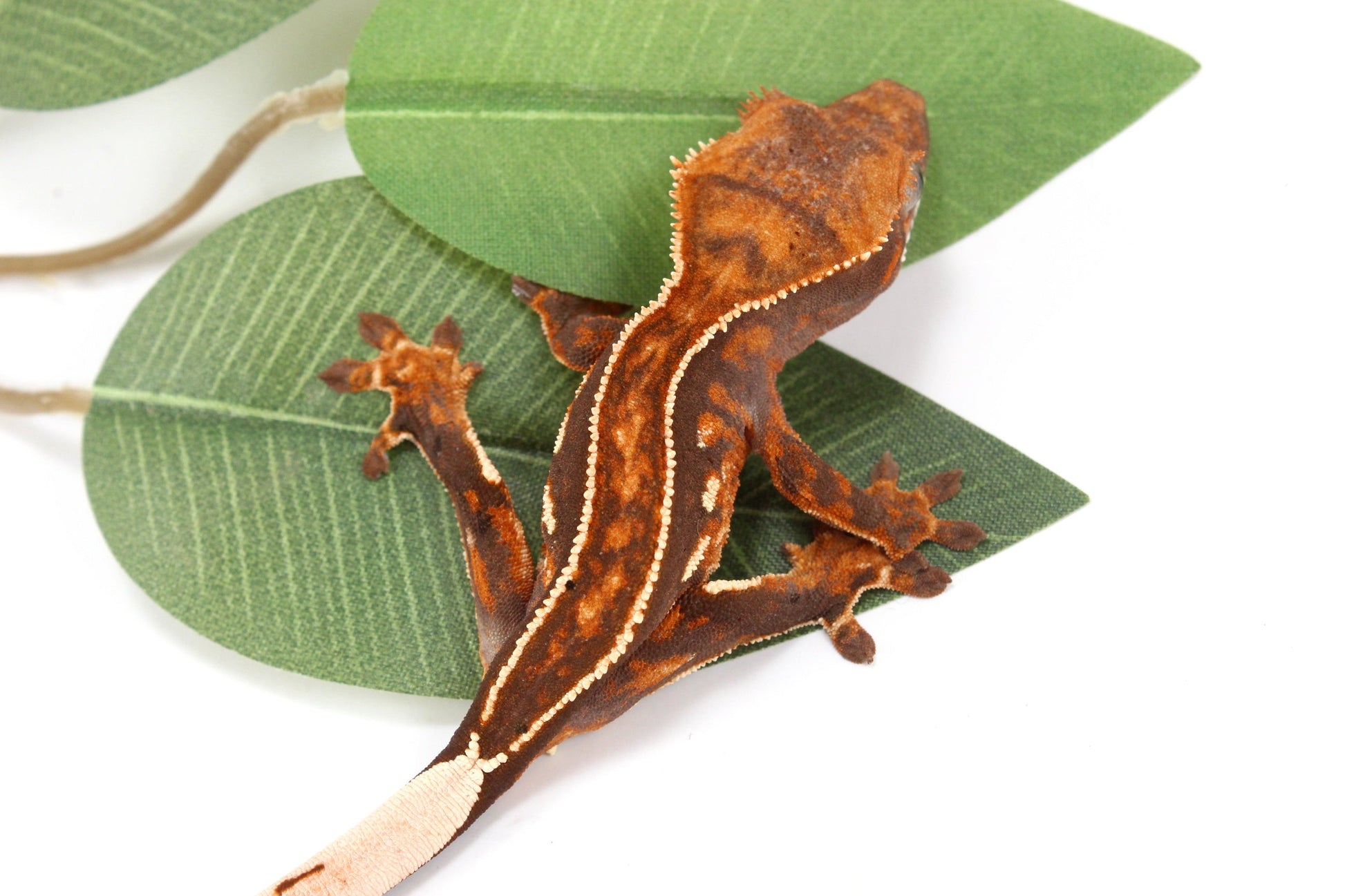 Chocolate Pinstripe Crested Gecko All Reptiles