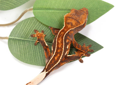 Chocolate Pinstripe Crested Gecko All Reptiles