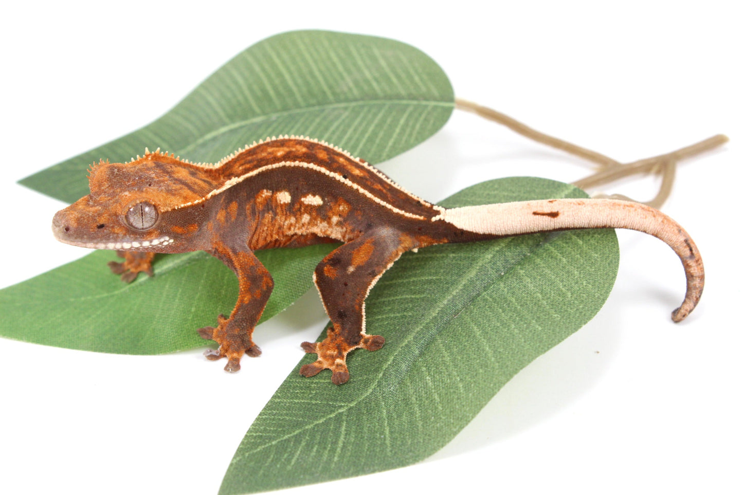Chocolate Pinstripe Crested Gecko All Reptiles