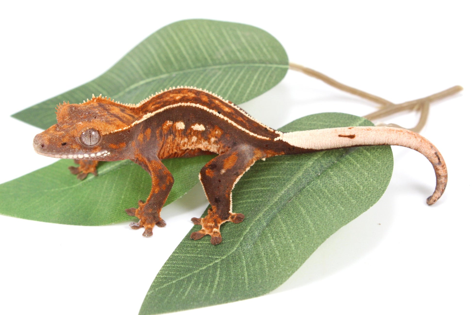 Chocolate Pinstripe Crested Gecko All Reptiles