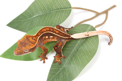 Chocolate Pinstripe Crested Gecko All Reptiles