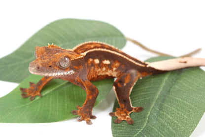 Chocolate Pinstripe Crested Gecko All Reptiles