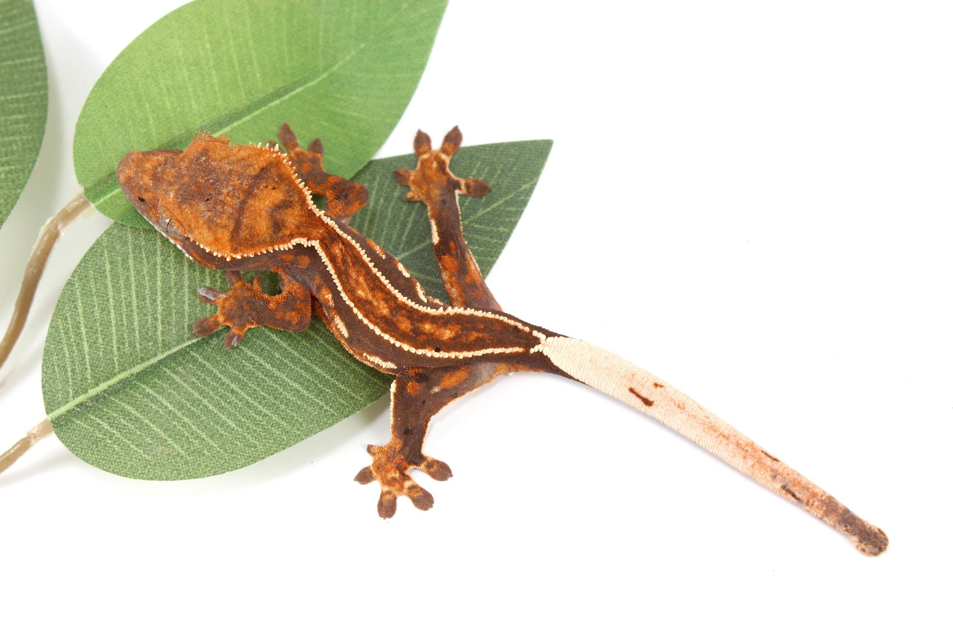 Chocolate Pinstripe Crested Gecko All Reptiles