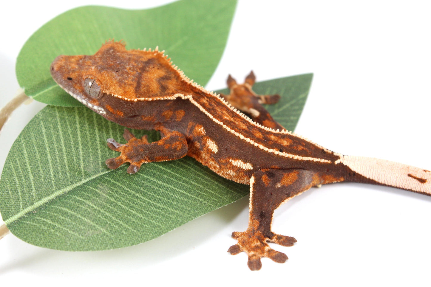 Chocolate Pinstripe Crested Gecko All Reptiles