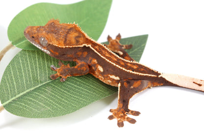 Chocolate Pinstripe Crested Gecko All Reptiles