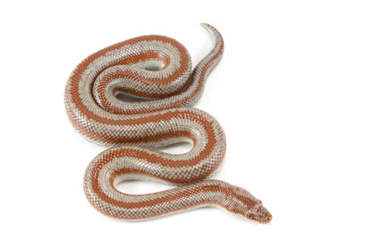 Long Canyon Rosy Boa All Reptiles