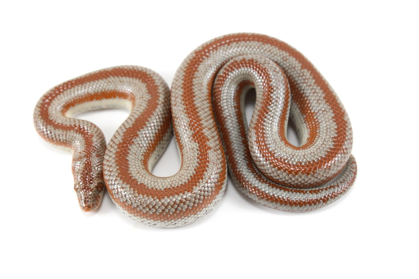 Long Canyon Rosy Boa All Reptiles