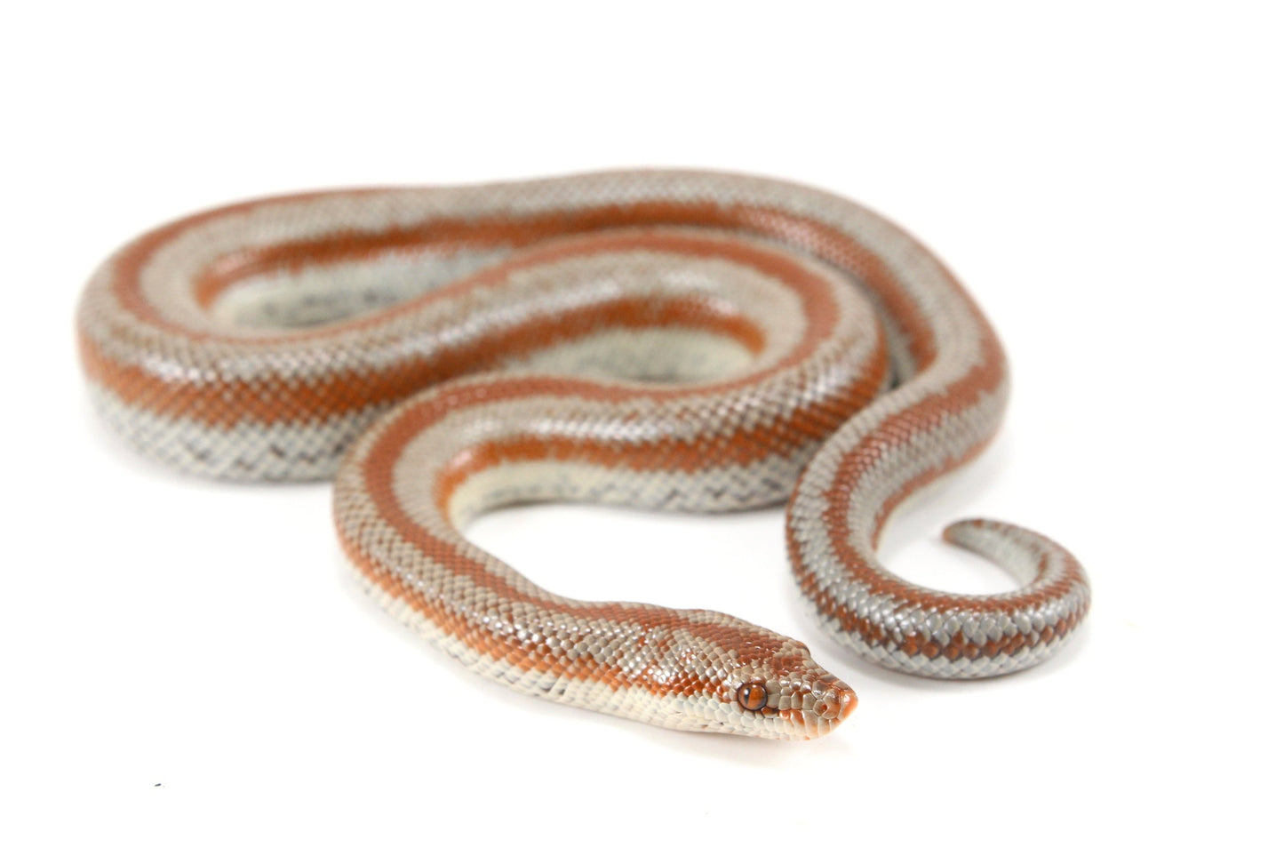 Long Canyon Rosy Boa All Reptiles