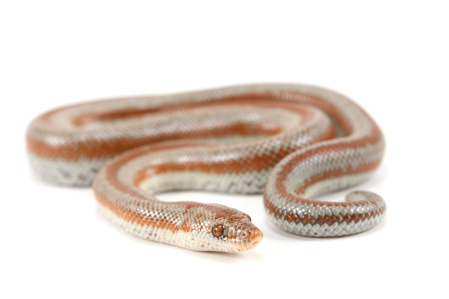 Long Canyon Rosy Boa All Reptiles