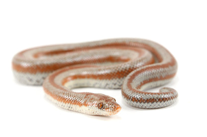 Long Canyon Rosy Boa All Reptiles