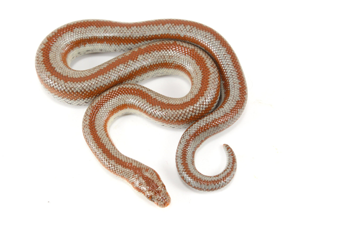 Long Canyon Rosy Boa All Reptiles