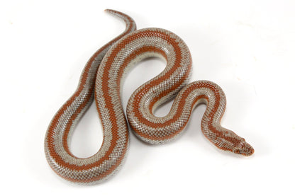Long Canyon Rosy Boa All Reptiles