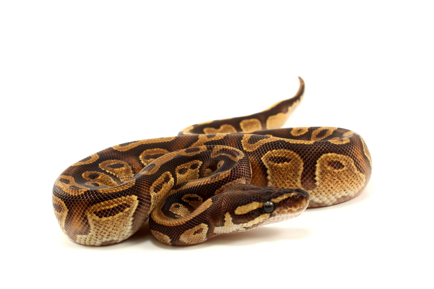Black Pastel Enchi Ball Python