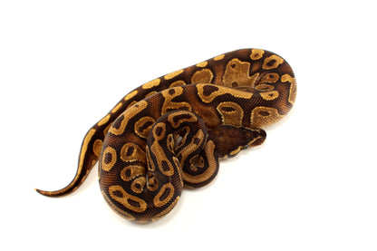 Black Pastel Enchi Ball Python