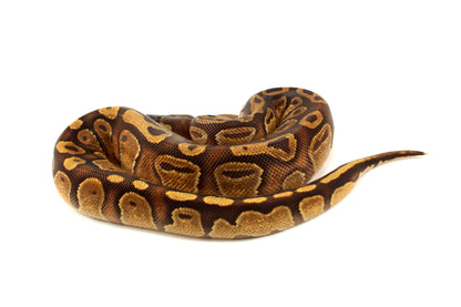 Black Pastel Enchi Ball Python