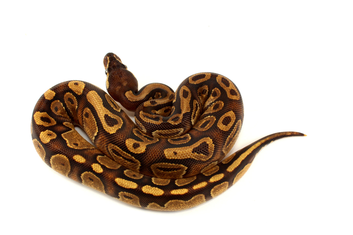 Black Pastel Enchi Ball Python