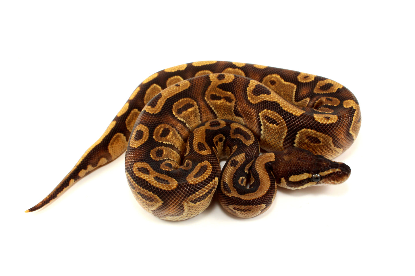 Black Pastel Enchi Ball Python